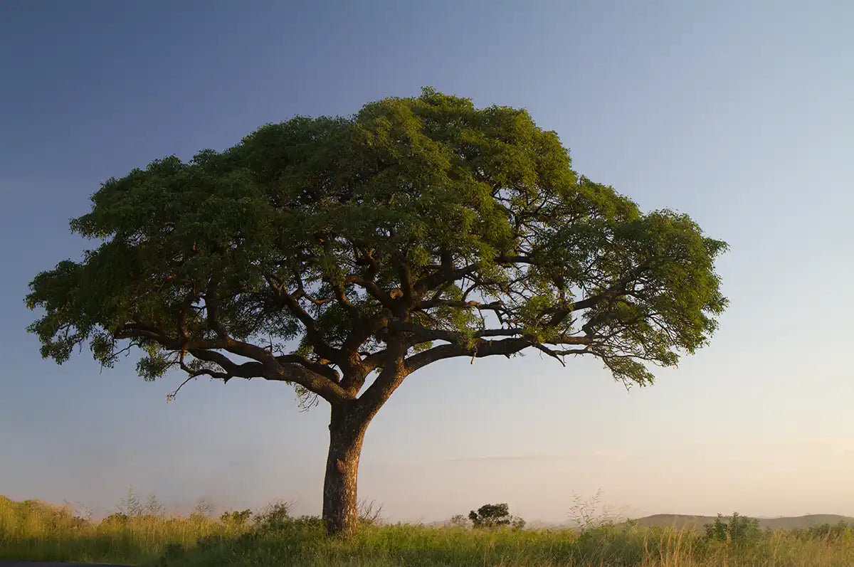 The Surprising Truth About Marula Oil for Your Face: Not a One-Size-Fits-All Solution